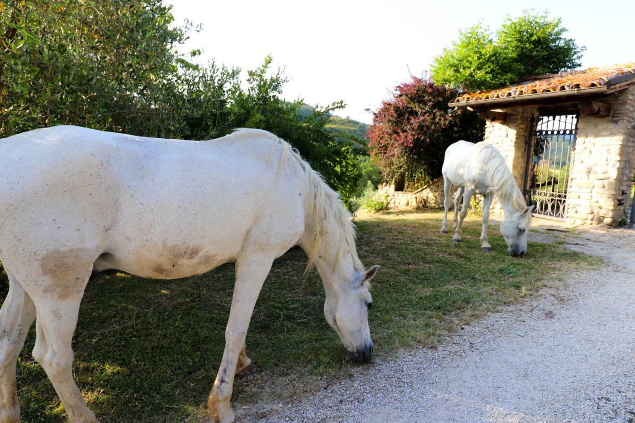 Agriturismo La Tana Читта-ди-Кастелло Экстерьер фото